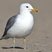 California Gull